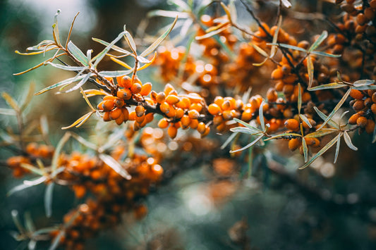 Using Sea Buckthorn in Your Skincare Routine